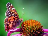 Butterfly On A Coneflower_27811
